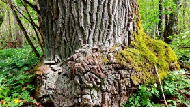 tammehiiglane Pärniku metsas