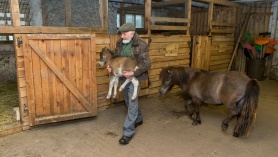 Viikingite jöulud tallis