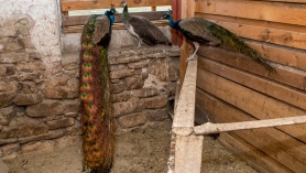 Viikingite jöulud tallis